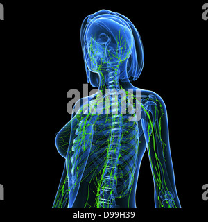 Lymphatic system of human body anatomy Stock Photo