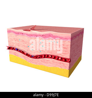 Anatomy of tissue repair in human skin Stock Photo - Alamy