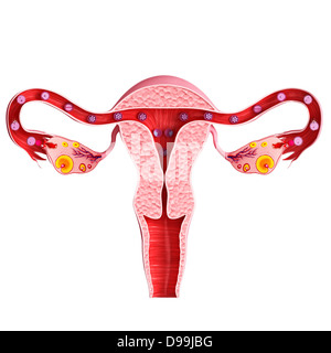 Ovarian cycle with white background Stock Photo
