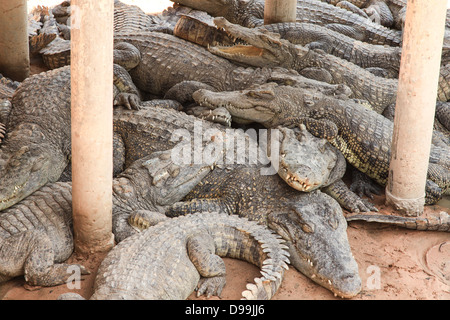 Crocodile farm in Siem Reap, Cambodia Stock Photo