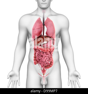 Human organs with marked stomach Stock Photo