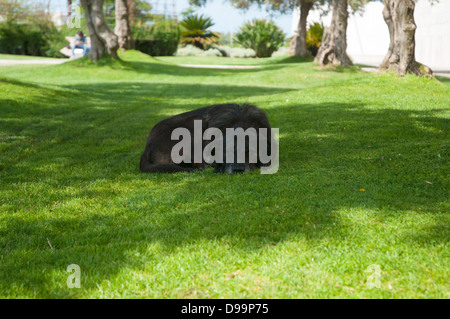 Black dog sleeping on the lawn Stock Photo - Alamy