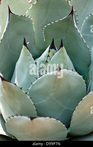 Agave parryi huachucensis plant Stock Photo