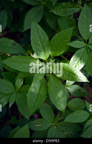 Mercurialis perennis, commonly known as dog's mercury in close up Kemeru National Park Latvia Stock Photo