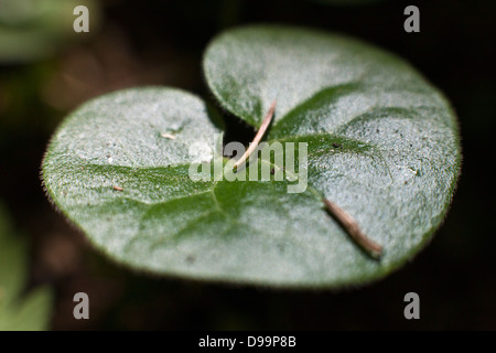 Green leaves of Asarum europaeum, commonly known as Asarabacca, European Wild Ginger, Hazelwort, and Wild Spikenard Stock Photo