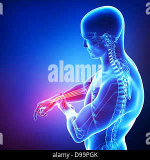 Anatomy of human hand in blue Stock Photo