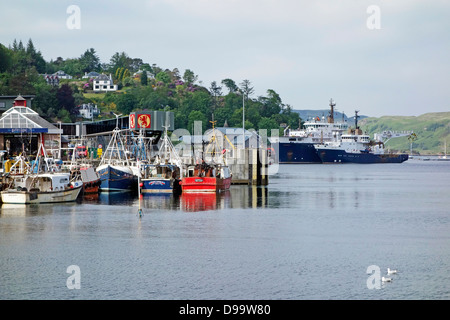 Fishing boats moored in Oban Harbour Scotland with Northern Lighthouse board vessels NLV Pharos and Pole Star right Stock Photo