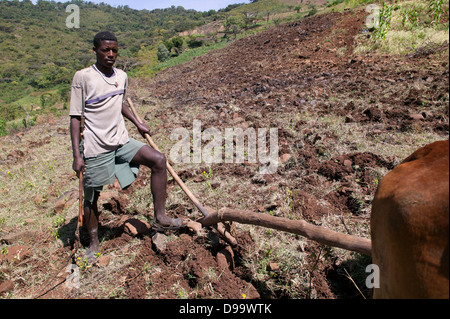 A man is tilling the soil for planting with oxen in Ethiopia. Stock Photo