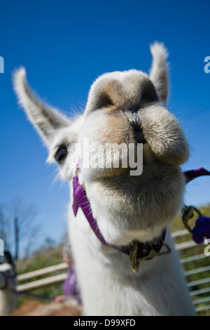 Portrait of a llama (Lama glama) Stock Photo