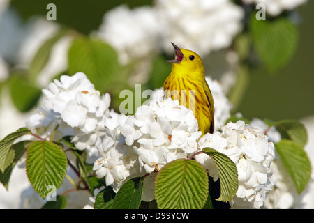 Yellow Warbler singing in Oakleaf Hydrangea Blossoms bird songbird Ornithology Science Nature Wildlife Environment Stock Photo