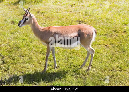 African Mhorr gazelle standing on grass in sunshine Stock Photo