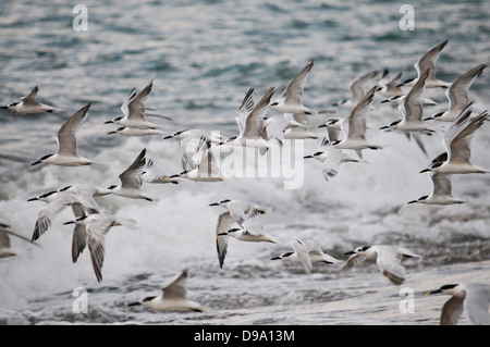 Large flock of sea birds flying acroos the waves at a bech in Panama Stock Photo