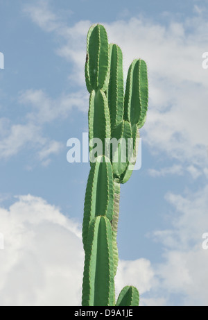 Tall cactus plant against the blue sky Stock Photo