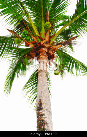 Macro of a coconut tree isolated on white Stock Photo