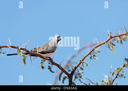 Kaptäubchen, Namaqua Dove, Oena capensis Stock Photo