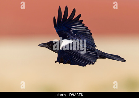 Pied Crow, Corvus albus, Schildrabe Stock Photo