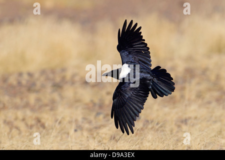 Pied Crow, Corvus albus, Schildrabe Stock Photo