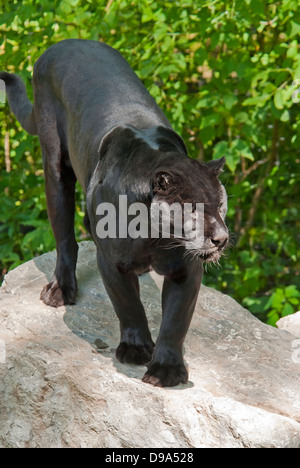 Black panther, Black leopard Stock Photo