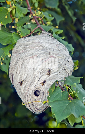 Yellowjacket, Wasp nest Stock Photo