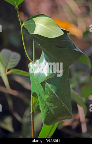 Ants nest of green leaves, red tailor ants, oecophyila smaragdine, India Stock Photo