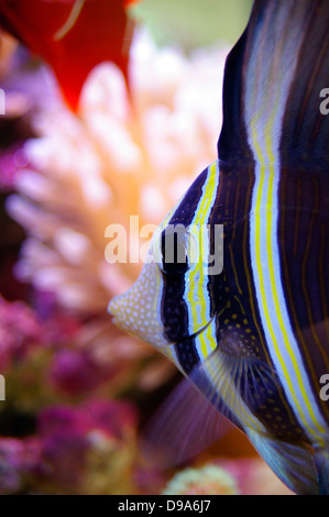 Sailfin tang fish (Zebrasoma veliferum). Herbivorous tropical marine reef fish.  Central and South Pacific. Stock Photo
