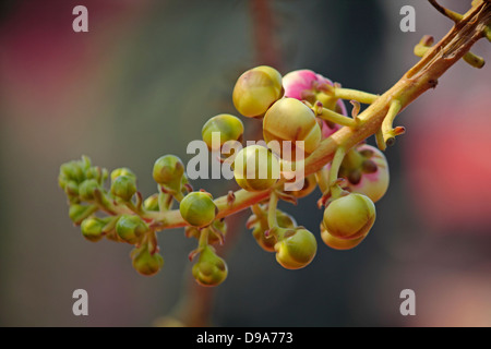 Couroupita guianensis, Cannon Ball Tree Stock Photo