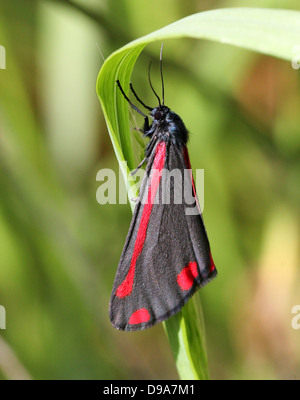Detailed macro of a Cinnabar Moth (Tyria jacobaeae) with wings closed (series of 28 images)