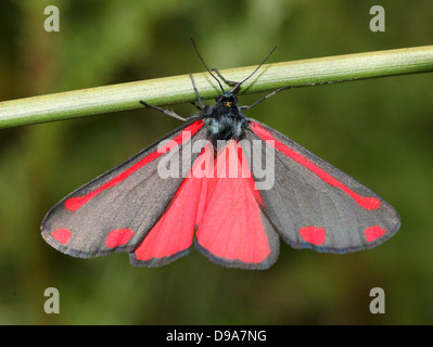 Detailed macro of a Cinnabar Moth (Tyria jacobaeae) with wings spread open, showing the red inner wings (series of 28 images)