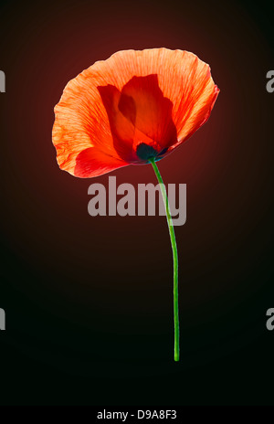 Red field poppy on dark red-brown background Stock Photo