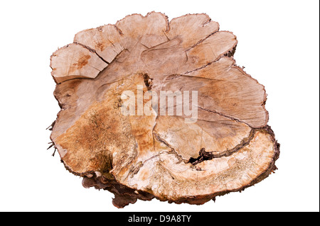 Huge cut tree trunk giving a nice view of the inner texture, isolated on a black background Stock Photo