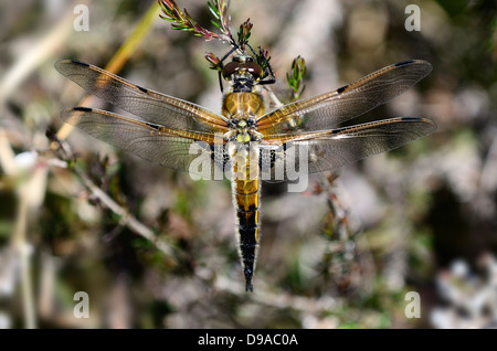 A four-spotted chaser dragonfly Stock Photo