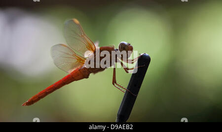 June 16, 2013 - Fort Worth, Texas, USA - June 16, 2013 Fort Worth, Tx. USA. A Flame Skimmer dragonfly rests on a car antenna in Fort Worth, Tx. Dragonfly are predatory insects with the young feeding on larvae such as mosquito and fly larvae and the adults feed on any soft bodied insects they encounter such moths, flies or ants. (Credit Image: © Ralph Lauer/ZUMAPRESS.com) Stock Photo