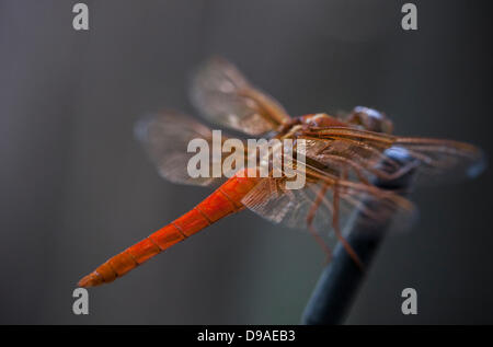 June 16, 2013 - Fort Worth, Texas, USA - June 16, 2013 Fort Worth, Tx. USA. A Flame Skimmer dragonfly rests on a car antenna in Fort Worth, Tx. The name comes from the bright red males body. Dragonfly are predatory insects with the young feeding on larvae such as mosquito and fly larvae and the adults feed on any soft bodied insects they encounter such moths, flies or ants. (Credit Image: © Ralph Lauer/ZUMAPRESS.com) Stock Photo