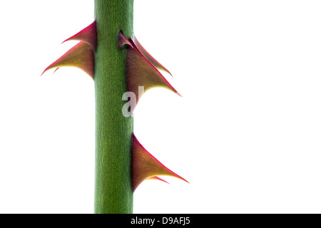 Close Up of Thorns on a Rose Stem on a White Background. Stock Photo