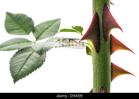 Close Up of Thorns on a Rose Stem on a White Background. Stock Photo