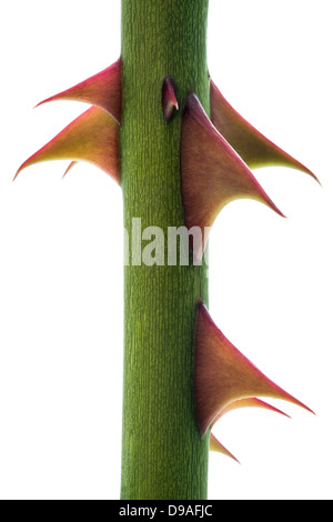 Close Up of Thorns on a Rose Stem on a White Background. Stock Photo