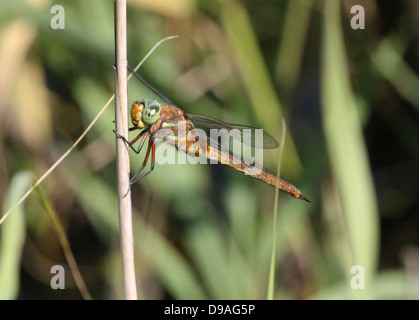 Detailed macro of a Green Eyed hawker, a.k.a. Norfolk Hawker (Aeshna isoceles) -  (22 images in all)