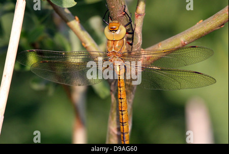 Detailed macro of a Green Eyed hawker, a.k.a. Norfolk Hawker (Aeshna isoceles) -  (22 images in all) Stock Photo