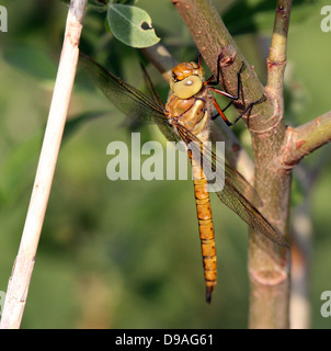Detailed macro of a Green Eyed hawker, a.k.a. Norfolk Hawker (Aeshna isoceles) -  (22 images in all)