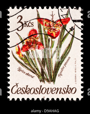 Postage stamp from Czechoslovakia depicting Tiger Flower or Mexican Shell Flower  (Tigridia pavonia) Stock Photo