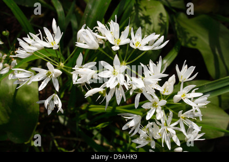 Flowers of the Wild Garlic plant, Allium Ursinum Stock Photo