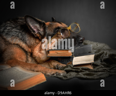 Dog tired of reading Stock Photo