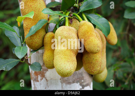 The tropical fruits of jackfruit on tree in rainforest Stock Photo