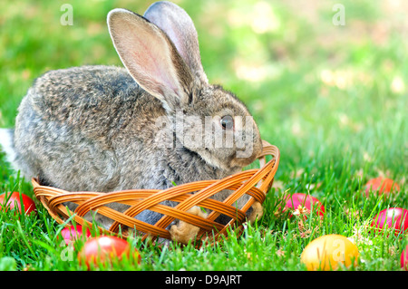 Easter little rabbit smiling while sitting in a easter egg basket surrounded by colorful eggs Stock Photo