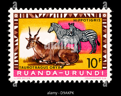 Postage stamp from Ruanda-Urundi  depicting depicting oryx and zebras Stock Photo