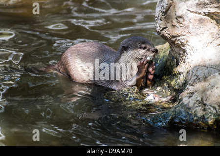 Otter Eating in Chiangmai Zoo , Thailand Stock Photo