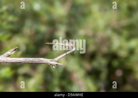 Red veined darter on stick Stock Photo