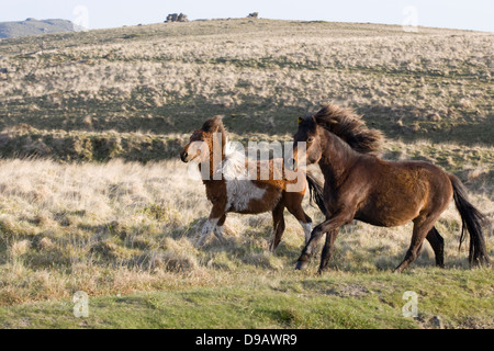 Dartmoor Hill Ponies Dartmoor national park  Devon England Stock Photo