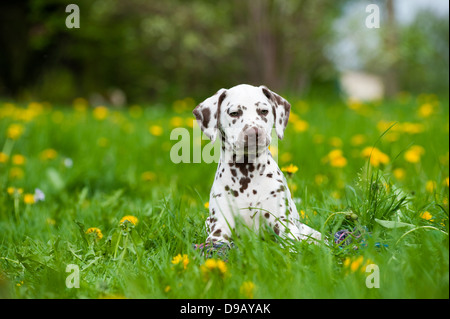 Dalmatian puppy in a meadow Stock Photo