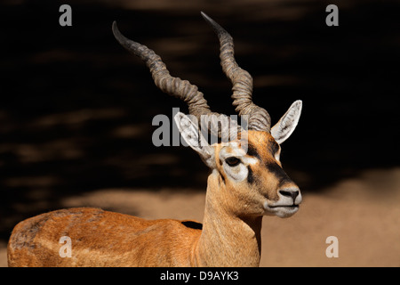 Portrait of an Indian blackbuck (Antilope cervicapra) Stock Photo